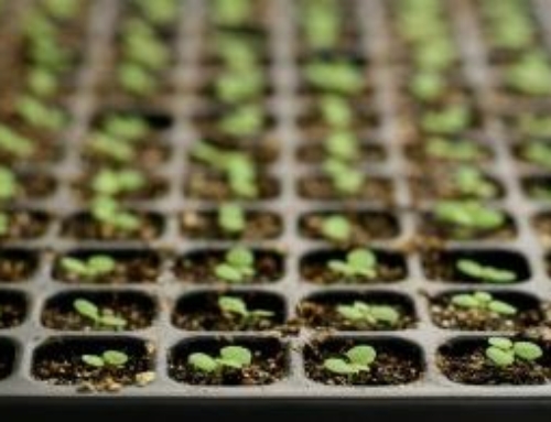 How to Start Seeds Indoor