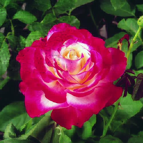 Boyert's Pick - Roses | Boyert's Greenhouse & Farm