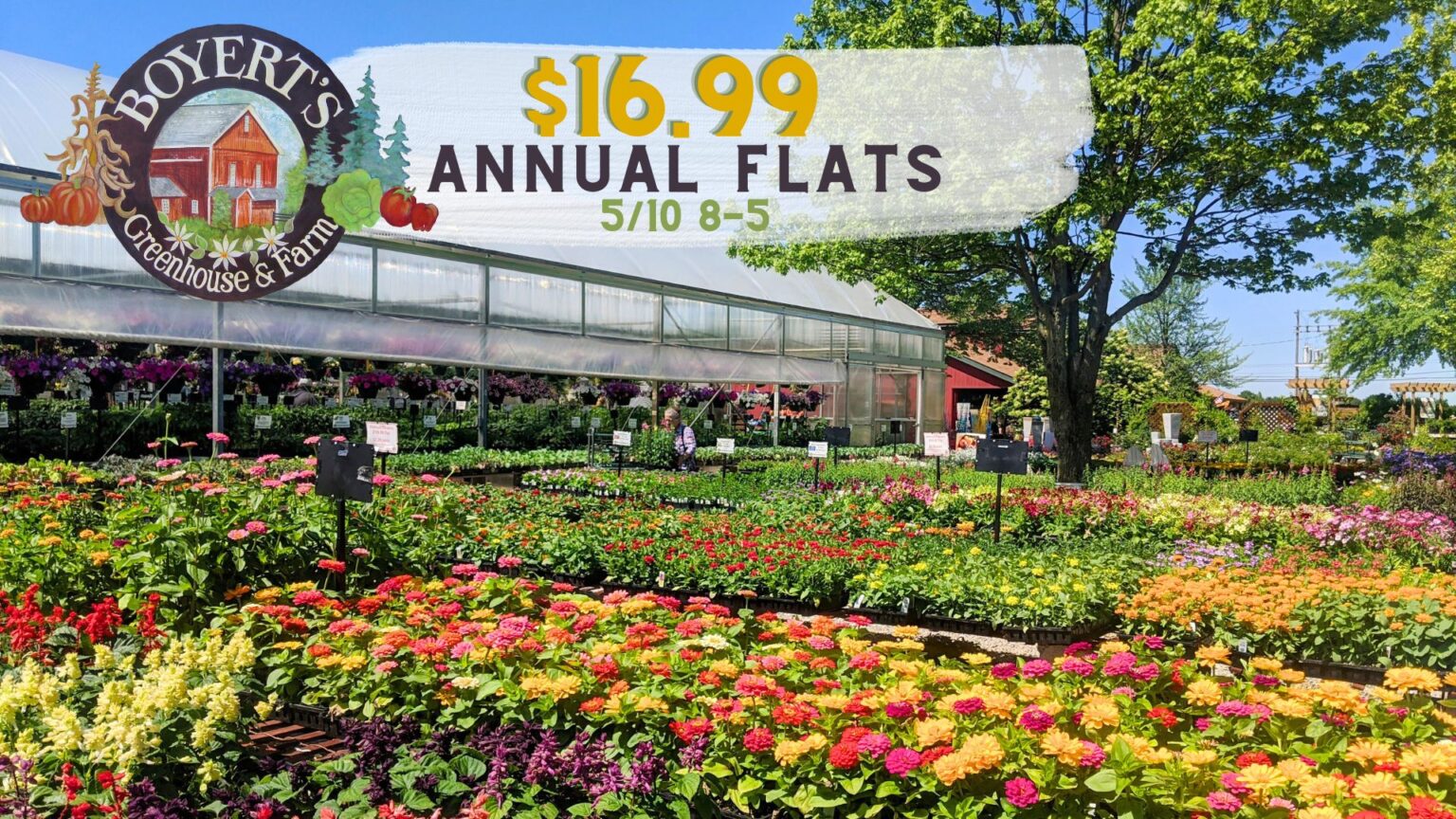 Annual Flowering Flats Sale Boyert S Greenhouse Farm