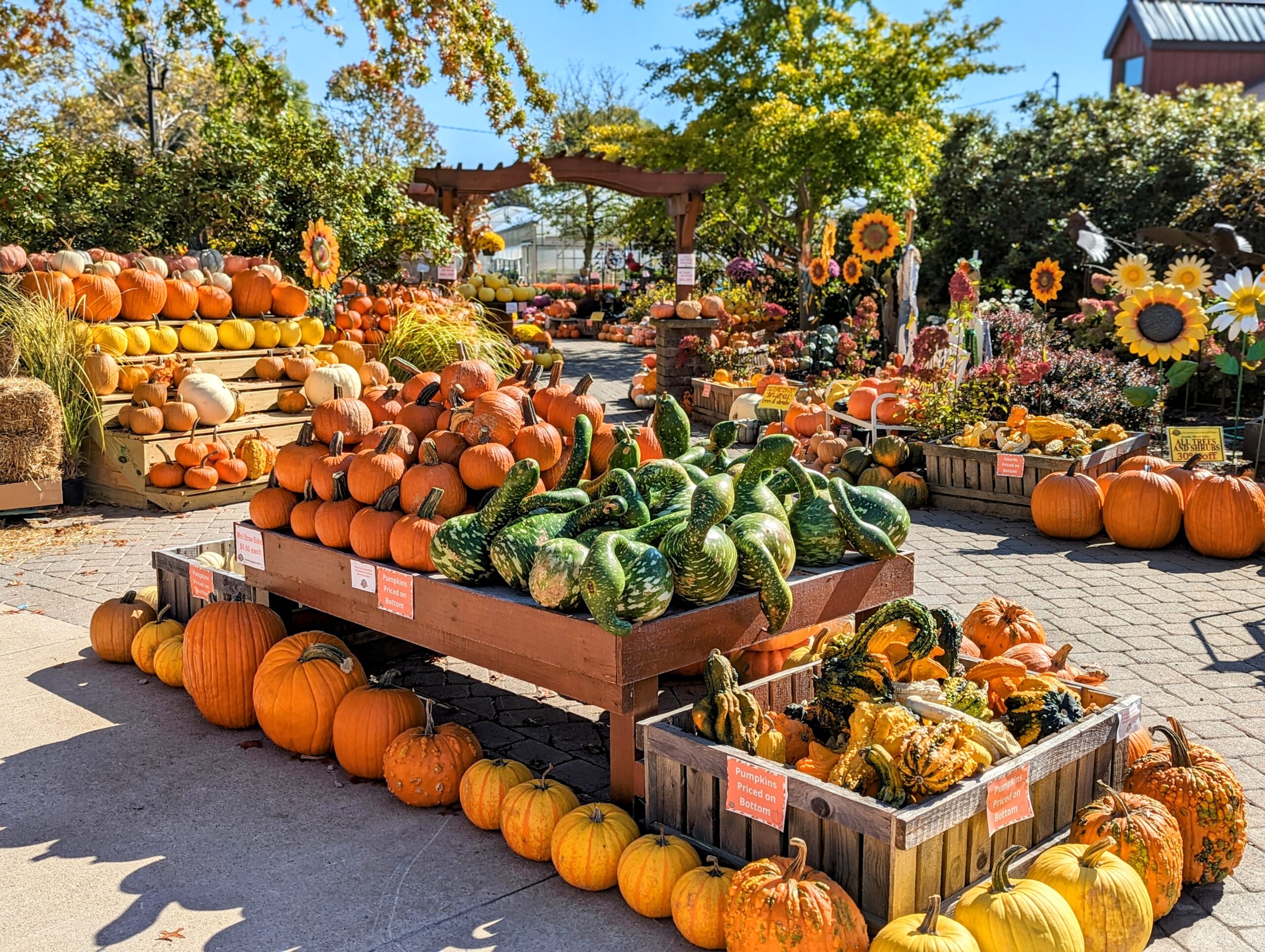 pumpkins and gourds