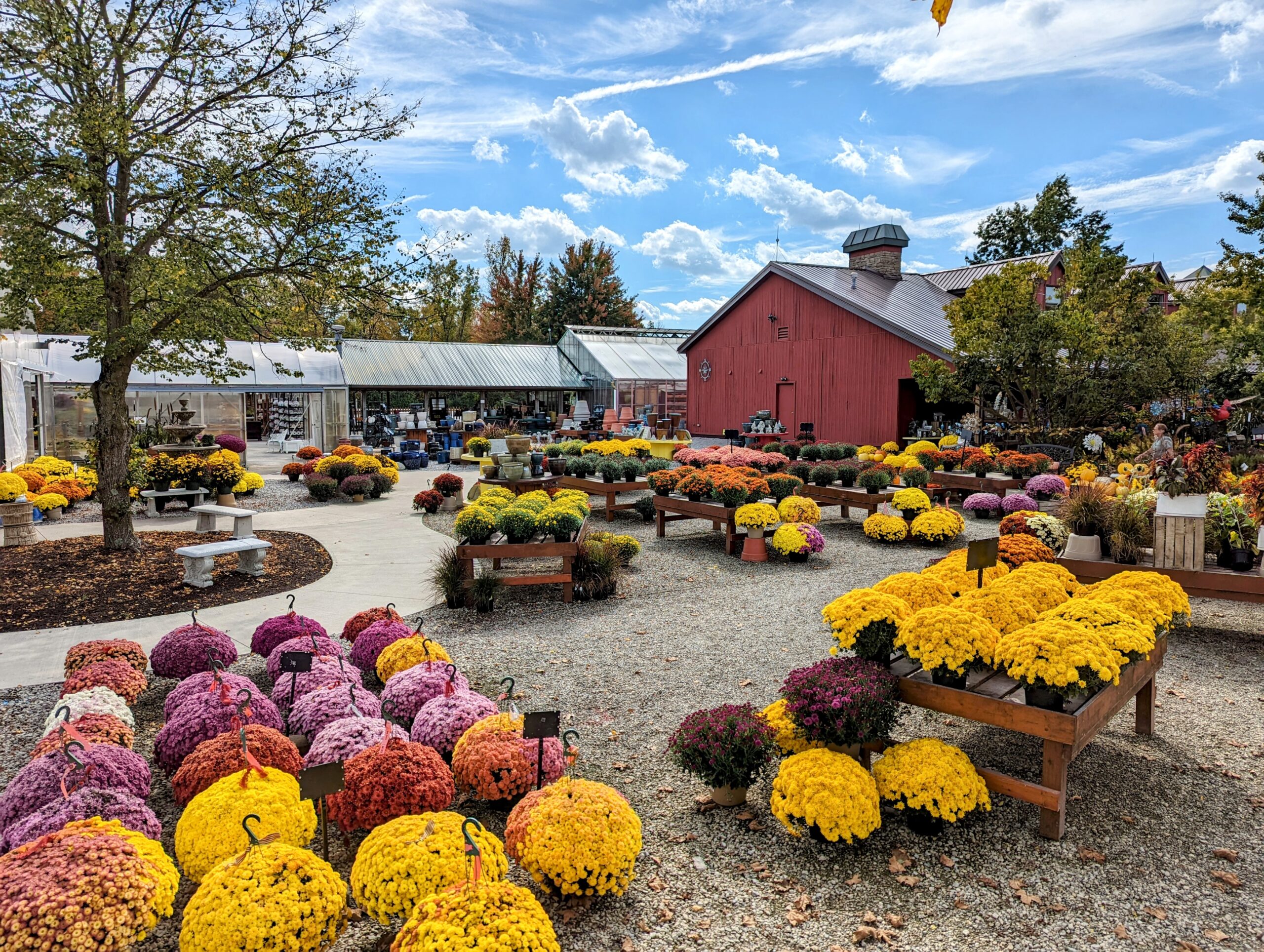 fall flowers at the greenhouse