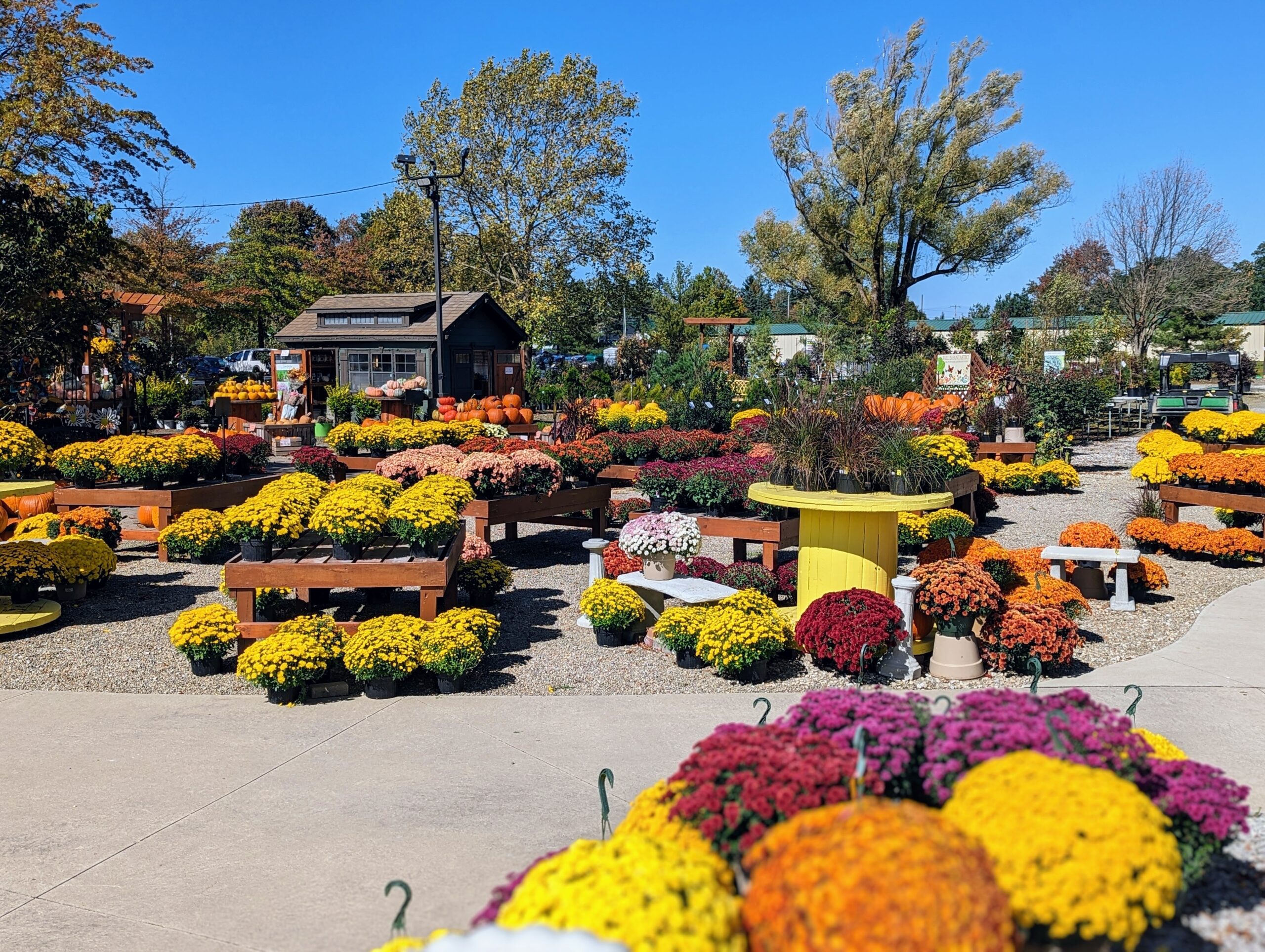 fall flowers