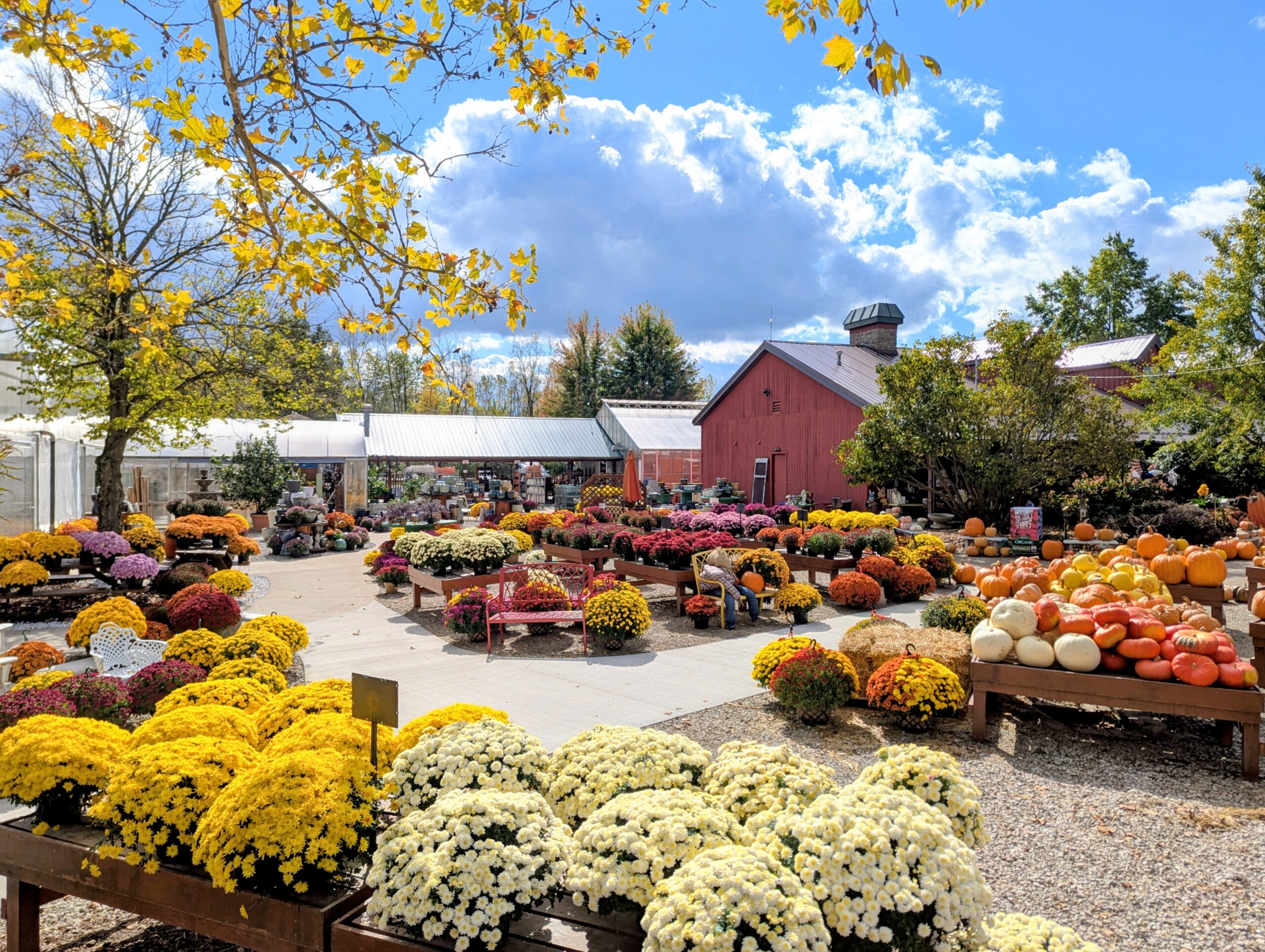 Boyert's greenhouse with fall mums all around