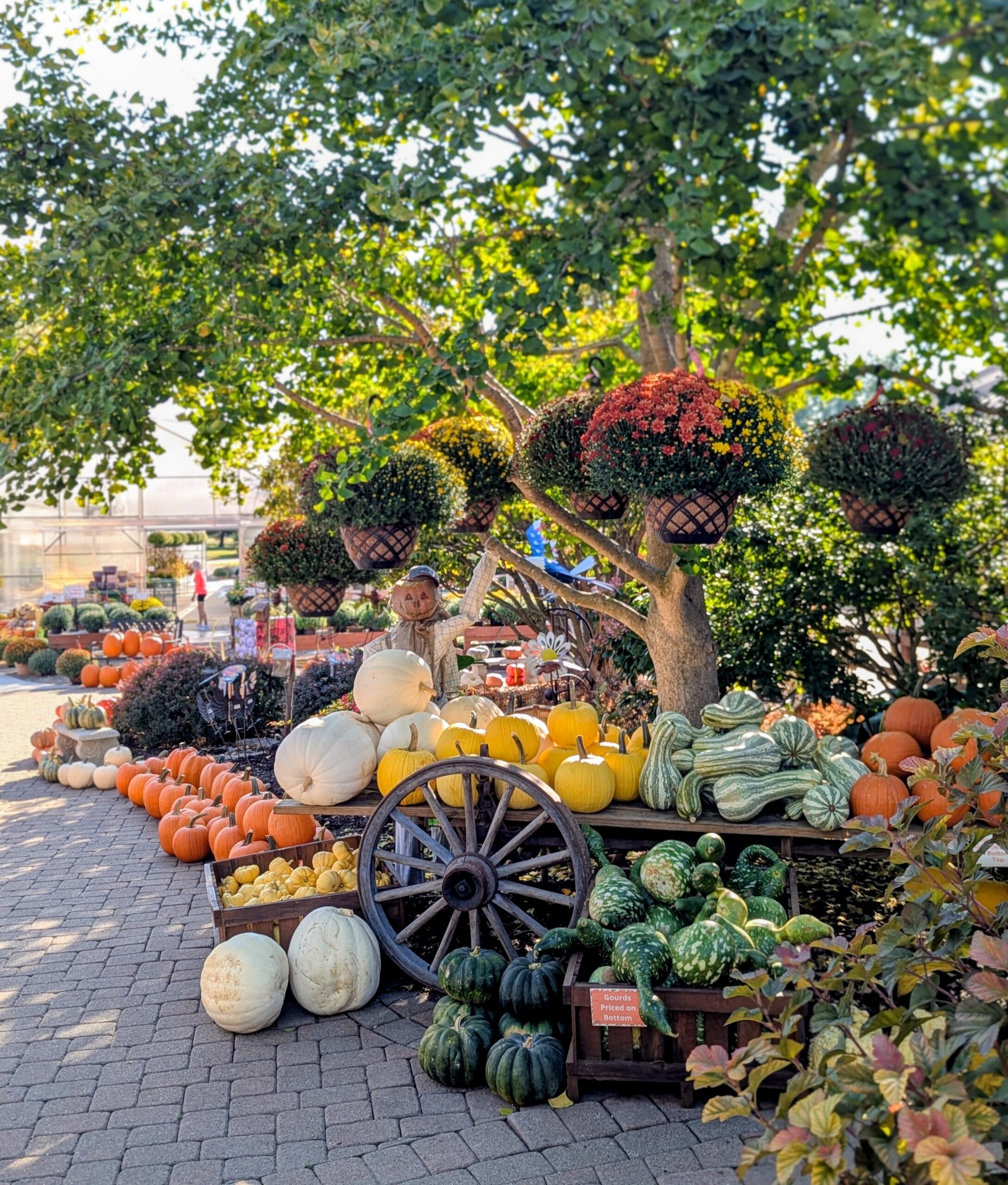 fall pumpkins and gourds on wagon