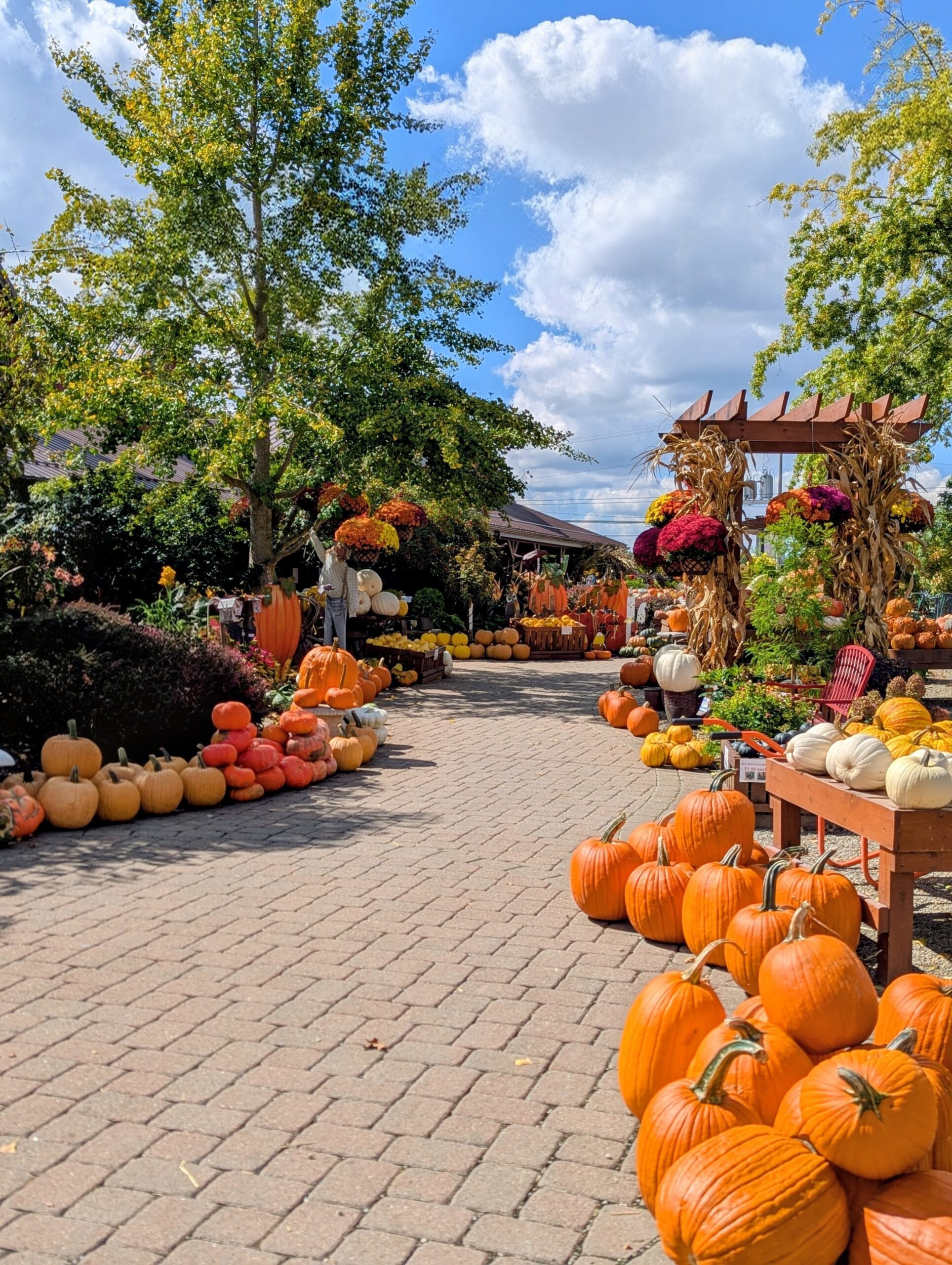 fall pumpkins along path