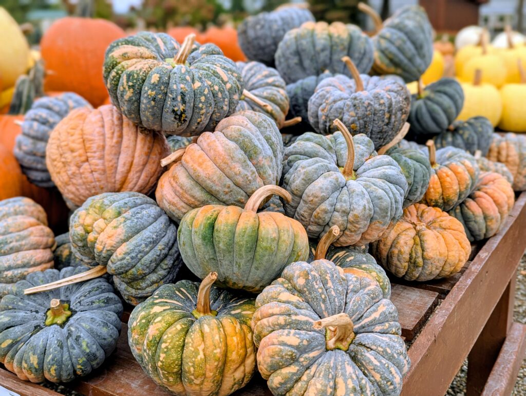 gourds